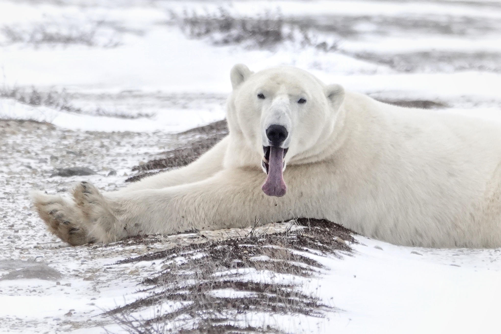 Ours polaire allongé près de Churchill